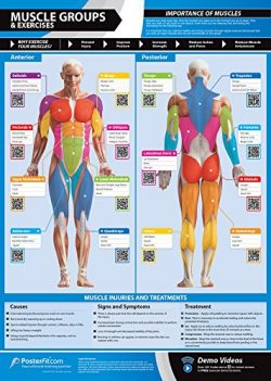 Muscle Groups & Exercises Gym Poster | Anterior & Posterior Muscles & Exercises | La ...